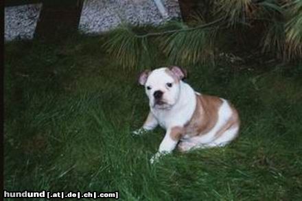 Bulldog Nena unsere Englische Bulldogge