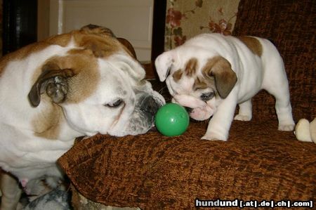 Bulldog Bulldog babys