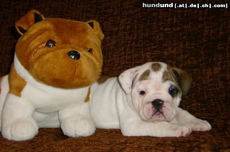 Bulldog Englische Bulldogge