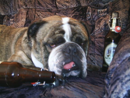 Bulldog Ein Bier in ehren darf man nicht verwehren