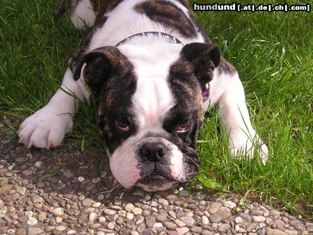 Bulldog Benny Bulldog 6 Monate alt