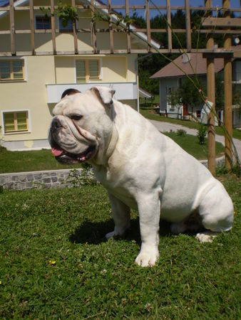 Bulldog OLIVER