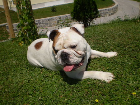 Bulldog OLIVER