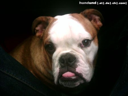 Bulldog Babette 6,5 M. im Auto