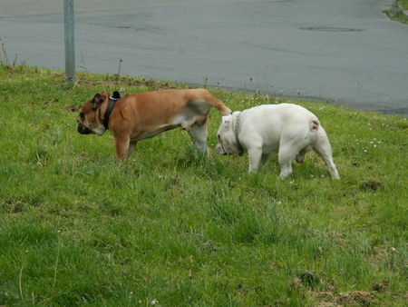 Bulldog Sam und Spike