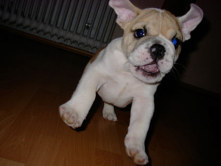 Bulldog das ist herr spencer