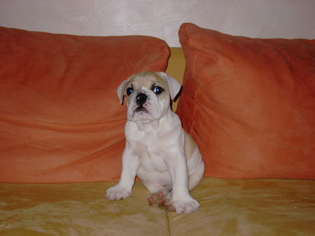 Bulldog ich bin herr spancer