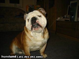 Bulldog Pepper 1jahr und 4 monate 