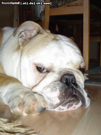 Bulldog Unsere fesche Sindy...