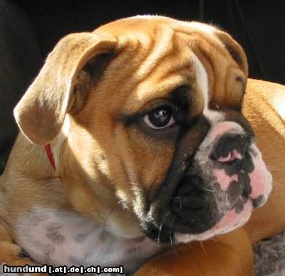 Bulldog Rosie, kleine Dame aus Bayern!