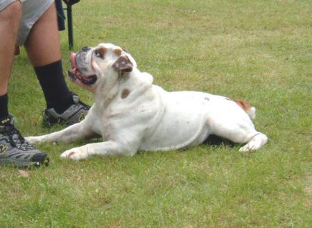 Bulldog aufgenommen beim 1. European Agility Open 2002 in Graz