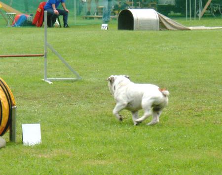 Bulldog aufgenommen beim 1. European Agility Open 2002 in Graz