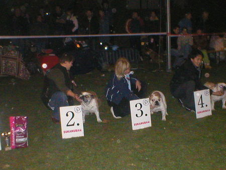 Bulldog Beuty an special show classa champons