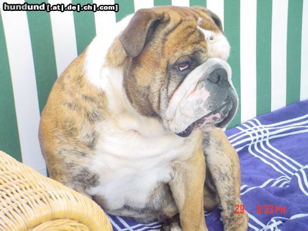 Bulldog arat von adams family-genannt igor