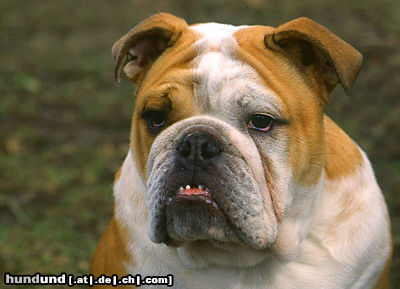 Bulldog Englische Bulldogge