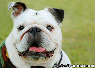 Bulldog Englische Bulldogge