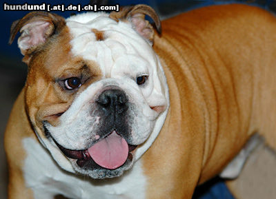 Bulldog Englische Bulldogge