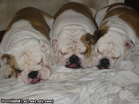 Bulldog snow angel bulldogs milano