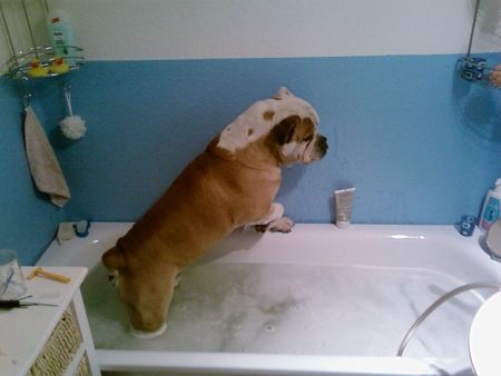 Bulldog Bobby beim Baden