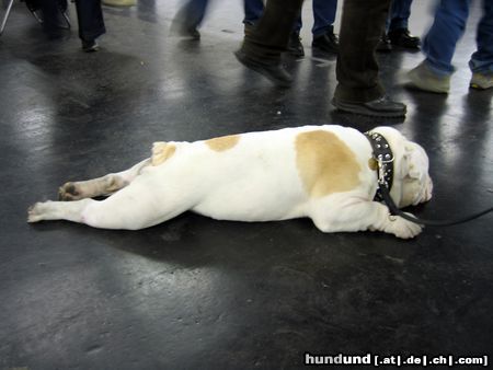 Bulldog Buldogge relaxt bei der IHA Graz 2004