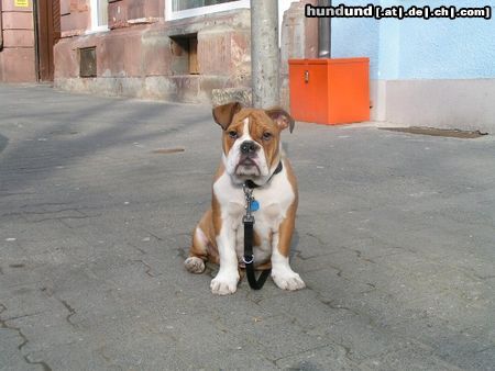 Bulldog butch an seinem ersten warmen sonnentag...