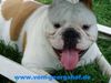 Bulldog Hund