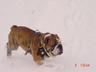 Bulldog Hund