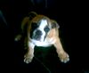 Bulldog Hund