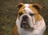 Bulldog Hund