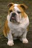 Bulldog Hund