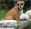 Bulldog Hund