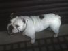 Bulldog Hund