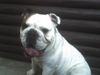 Bulldog Hund