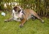 Bulldog Hund