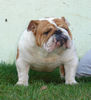 Bulldog Hund