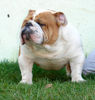 Bulldog Hund