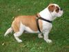 Bulldog Hund