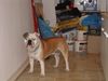 Bulldog Hund