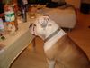 Bulldog Hund