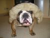 Bulldog Hund