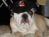 Bulldog Hund