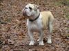 Bulldog Hund