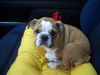 Bulldog Hund