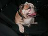 Bulldog Hund