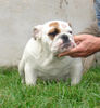 Bulldog Hund