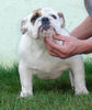 Bulldog Hund