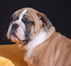 Bulldog Hund