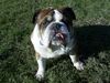 Bulldog Hund