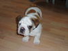 Bulldog Hund