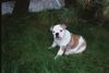 Bulldog Hund